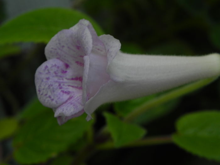 DSCN8166 - MG s sinningia hybrids