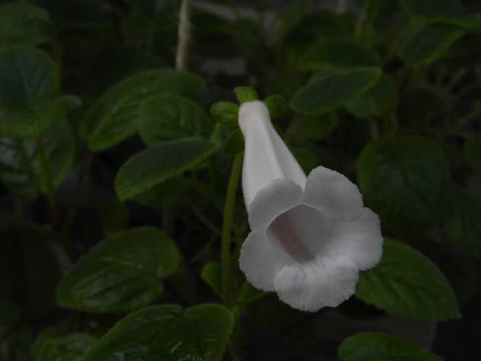 DSCN8211