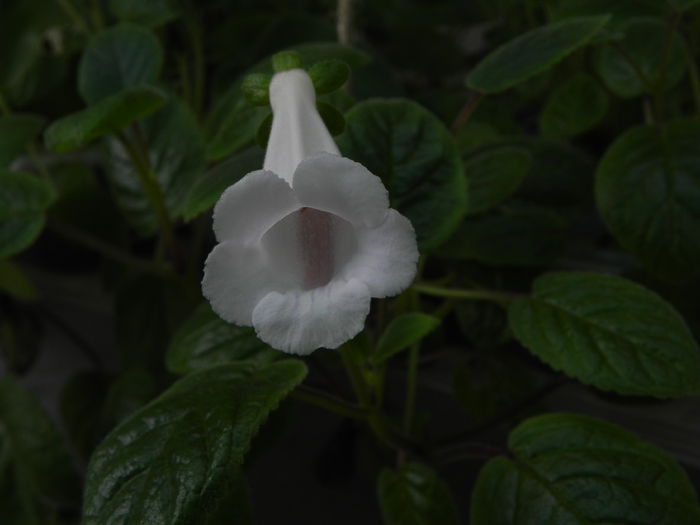 DSCN8212