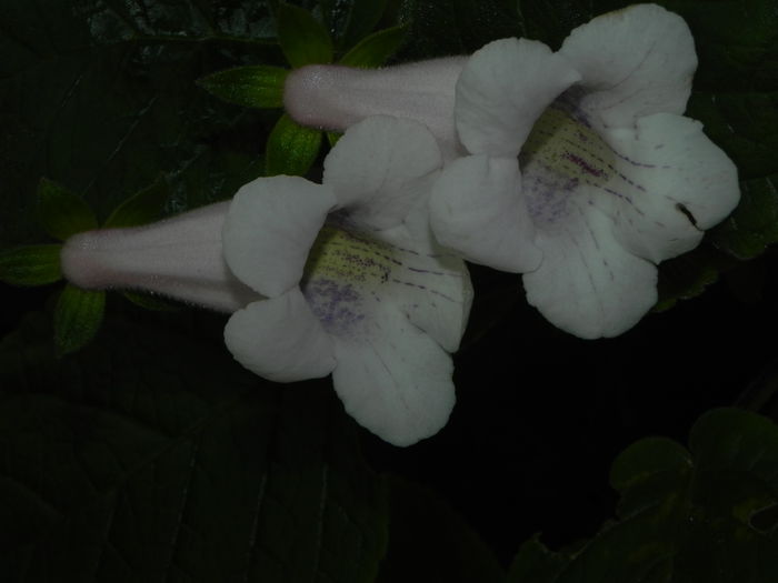 DSCN8213
