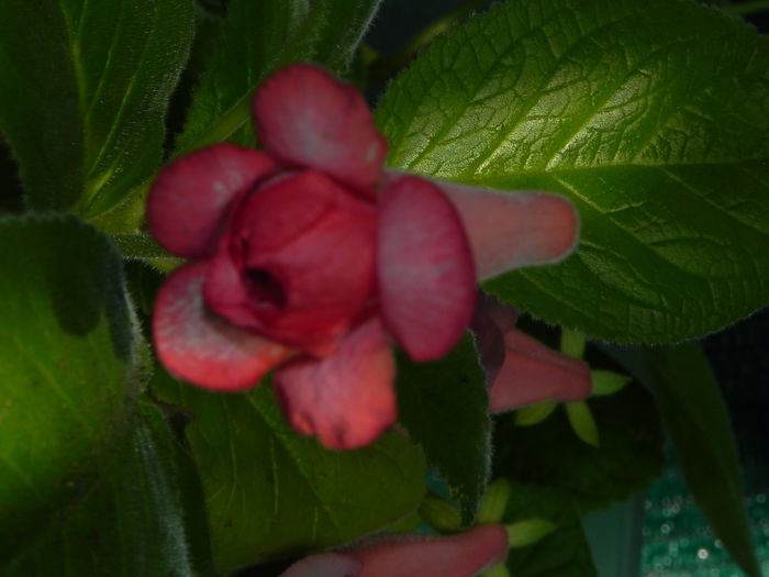 DSCN8224