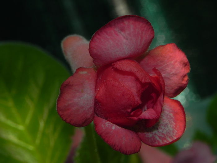 DSCN8225