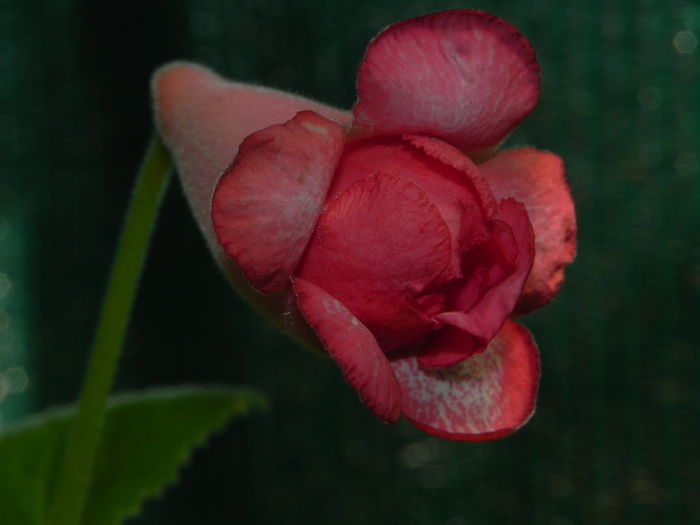 DSCN8226