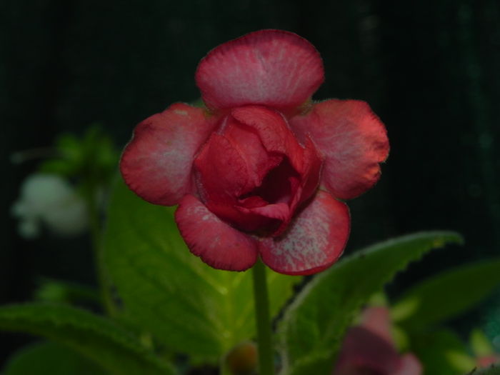DSCN8227