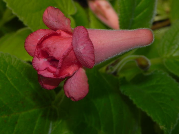 DSCN8277
