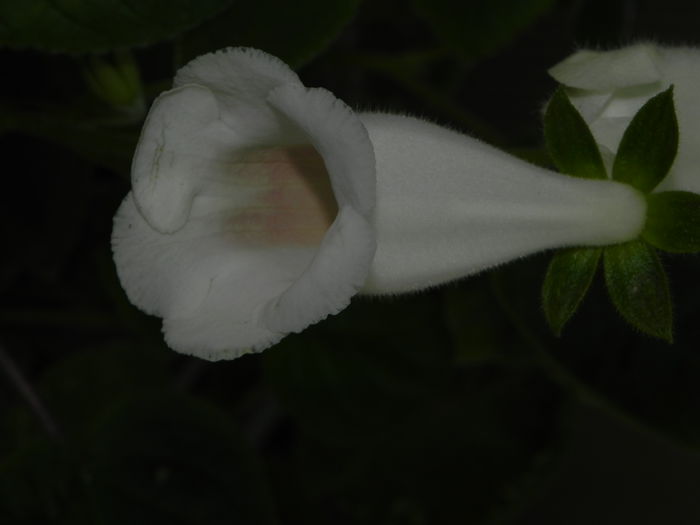 DSCN8284