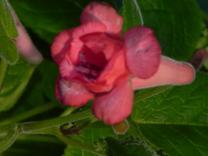 DSCN8290