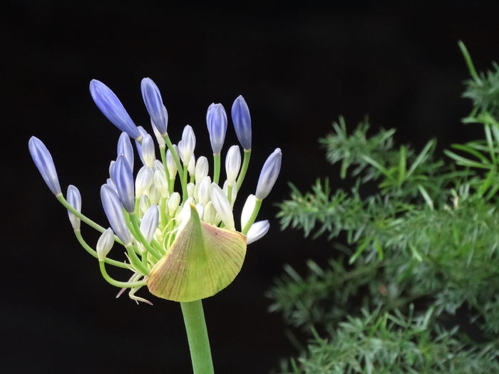 DSC02173 - Plante in ghiveci 2015