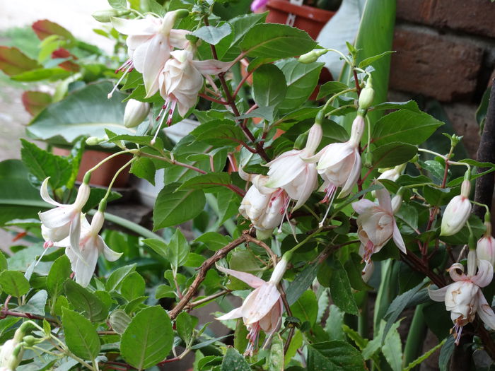 DSC02177 - Plante in ghiveci 2015