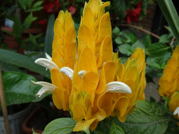 DSC02161 - Plante in ghiveci 2015