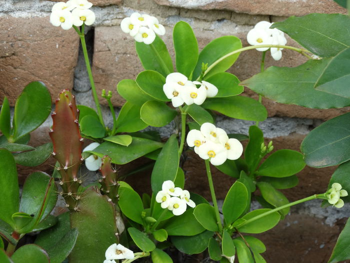 DSC02159 - Plante in ghiveci 2015