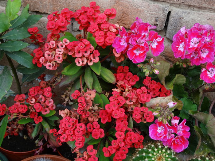 DSC02158 - Plante in ghiveci 2015
