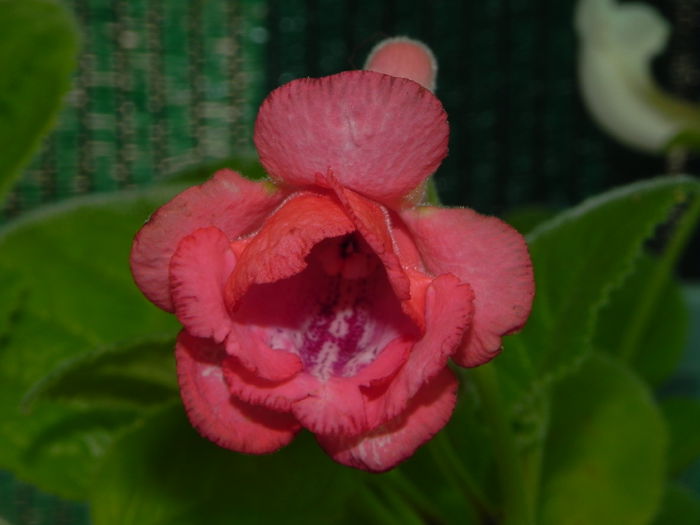DSCN8338