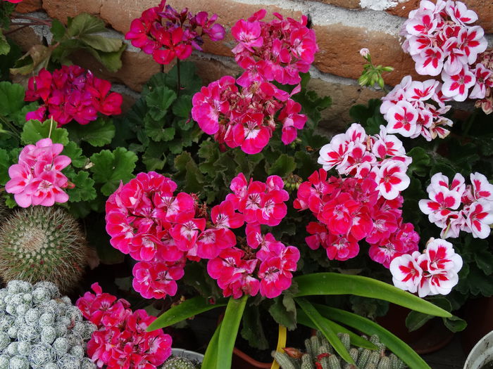 DSC02157 - Plante in ghiveci 2015