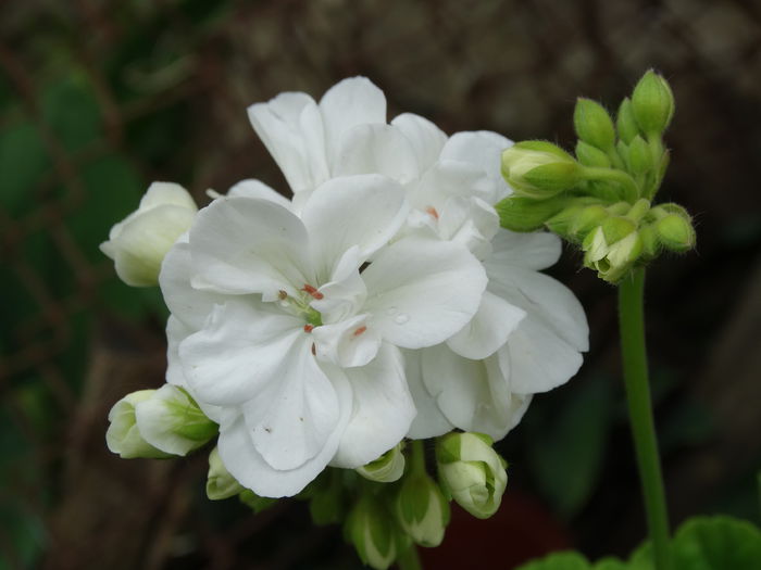 DSC02156 - Plante in ghiveci 2015