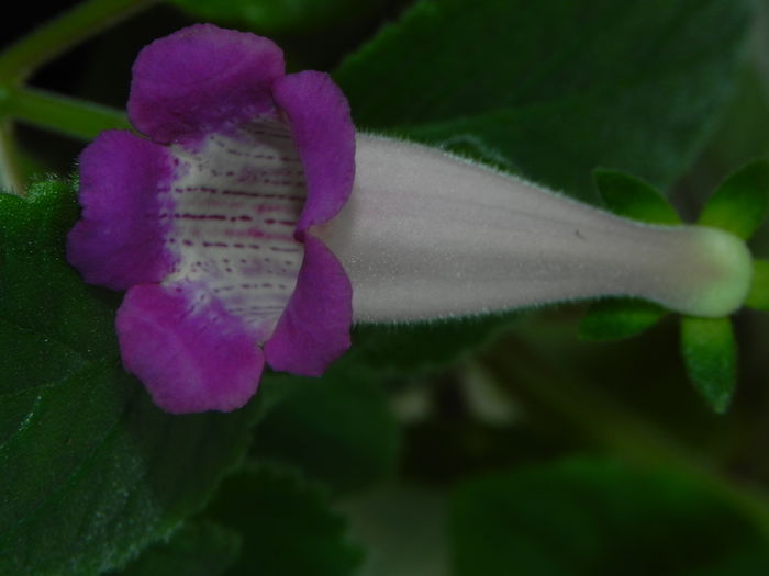 DSCN8341