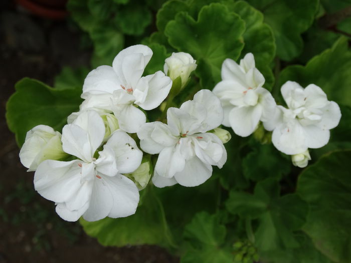 DSC02155 - Plante in ghiveci 2015