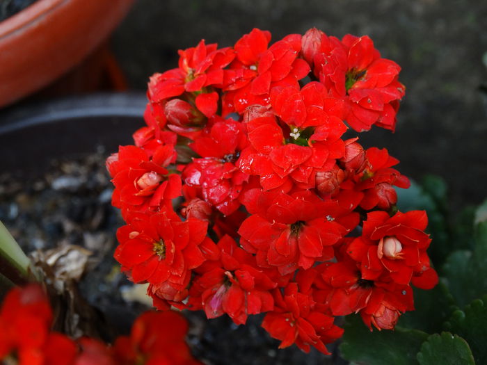 DSC02151 - Plante in ghiveci 2015