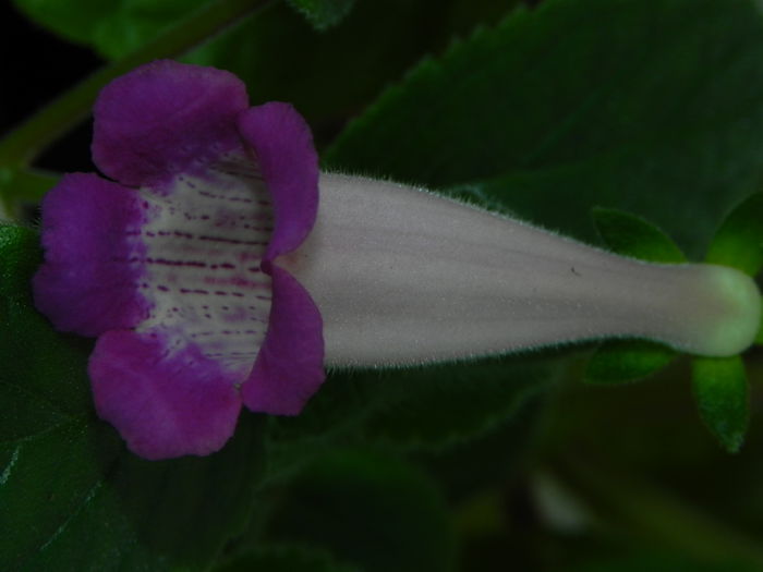 DSCN8343