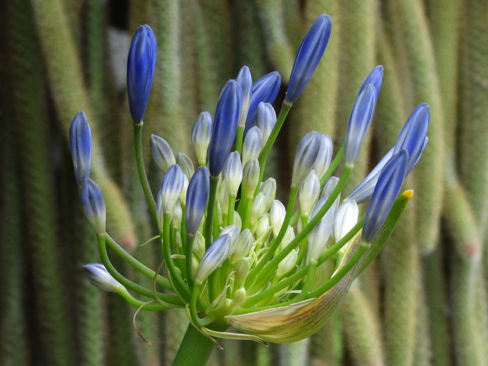DSC02144 - Plante in ghiveci 2015