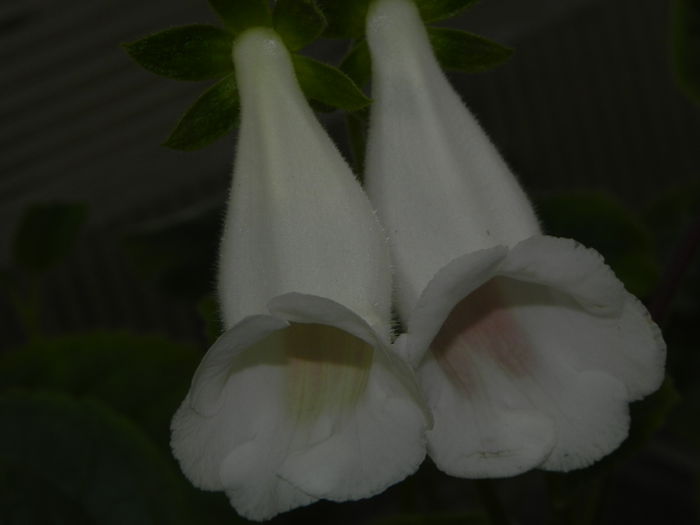 DSCN8345
