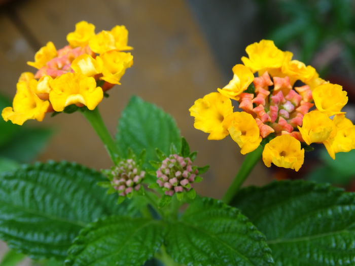 DSC02138 - Plante in ghiveci 2015