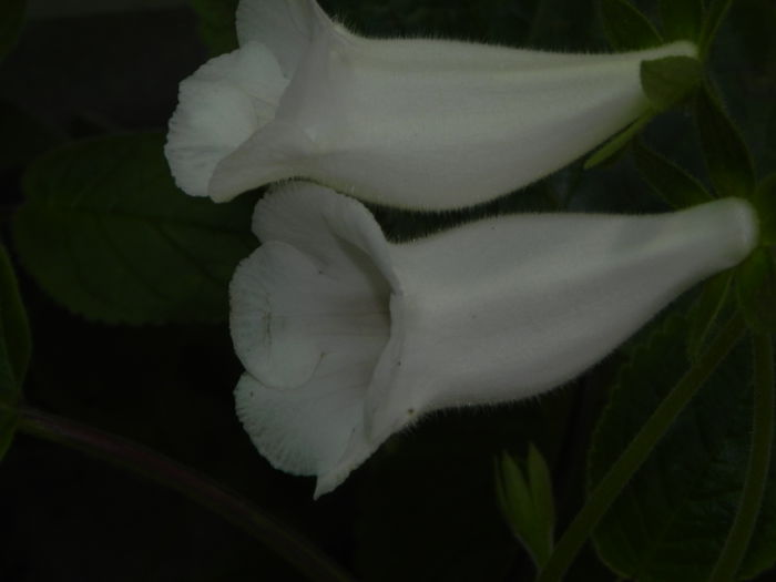 DSCN8346