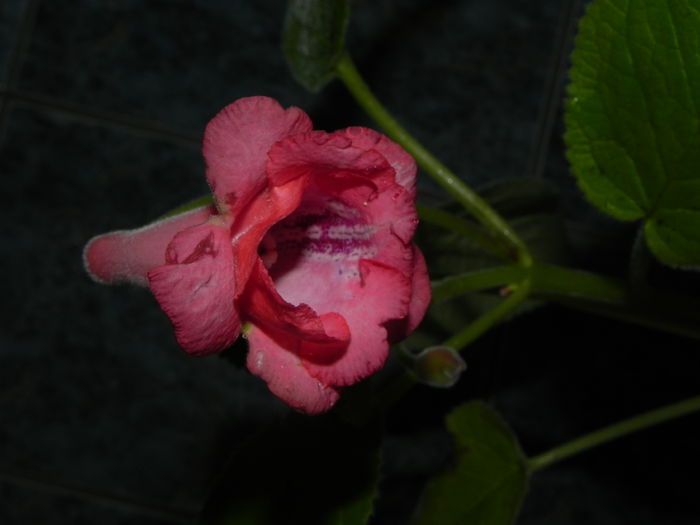 DSCN8355