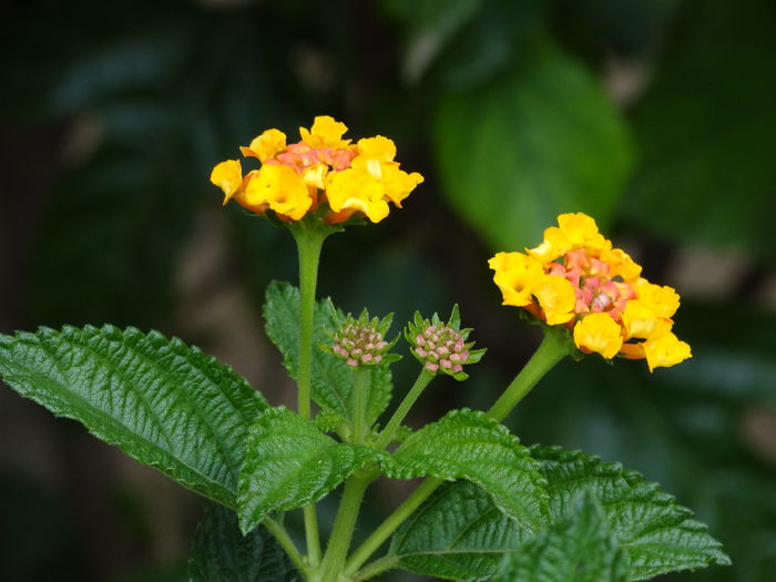 DSC02132 - Plante in ghiveci 2015