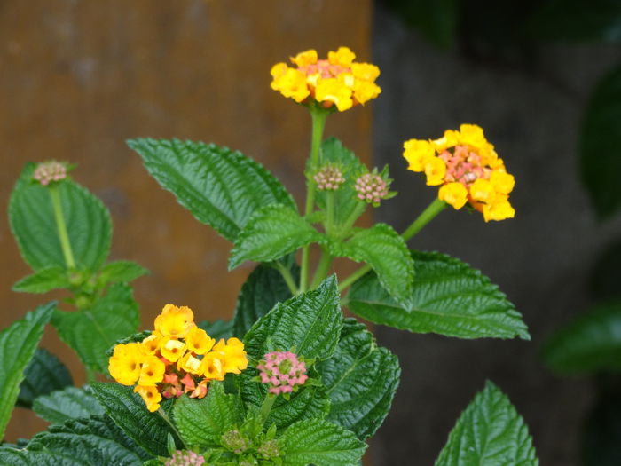 DSC02130 - Plante in ghiveci 2015