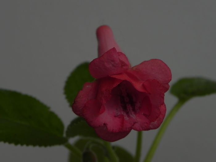 DSCN8359