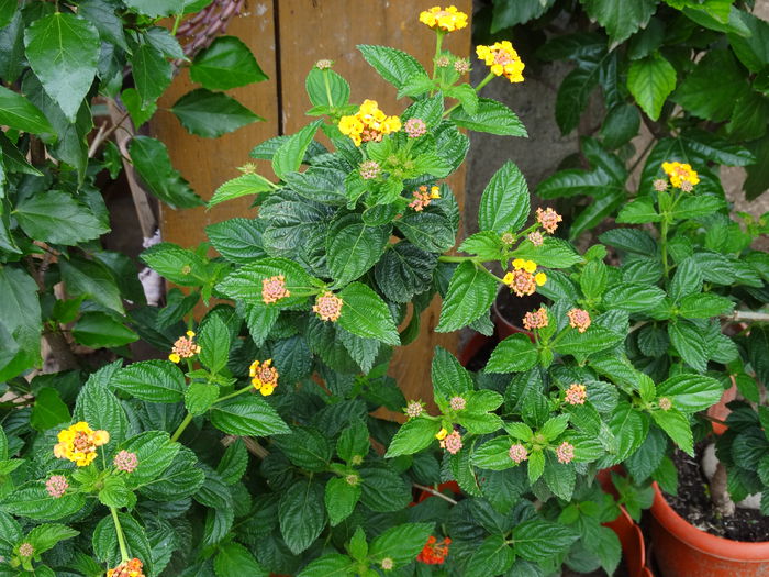 DSC02128 - Plante in ghiveci 2015