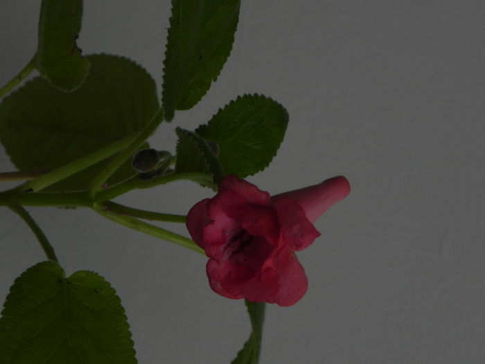 DSCN8361