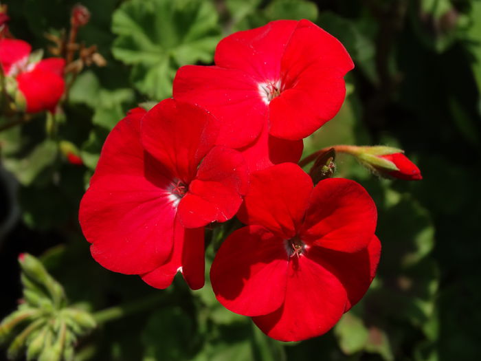 DSC02077 - Plante in ghiveci 2015