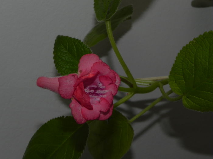 DSCN8363