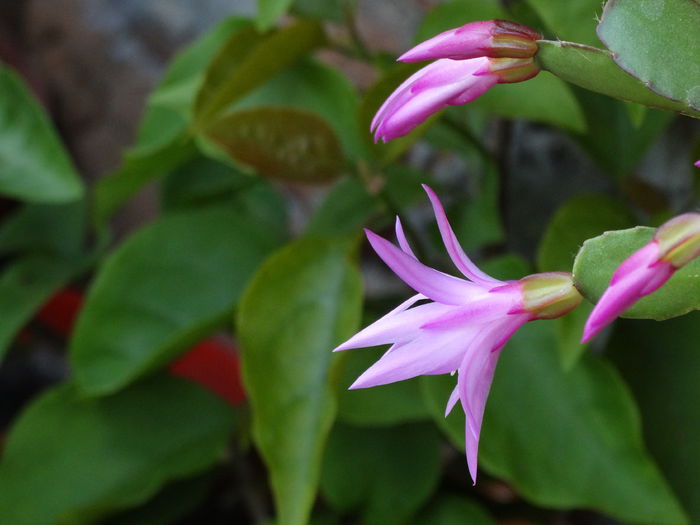 DSC02083 - Plante in ghiveci 2015
