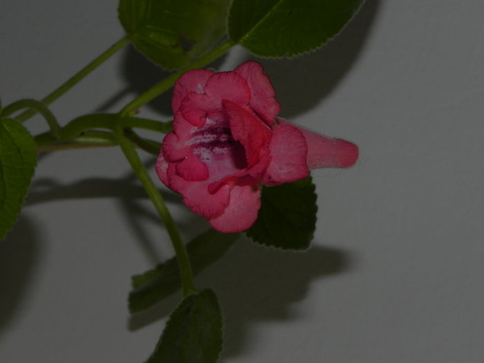 DSCN8364