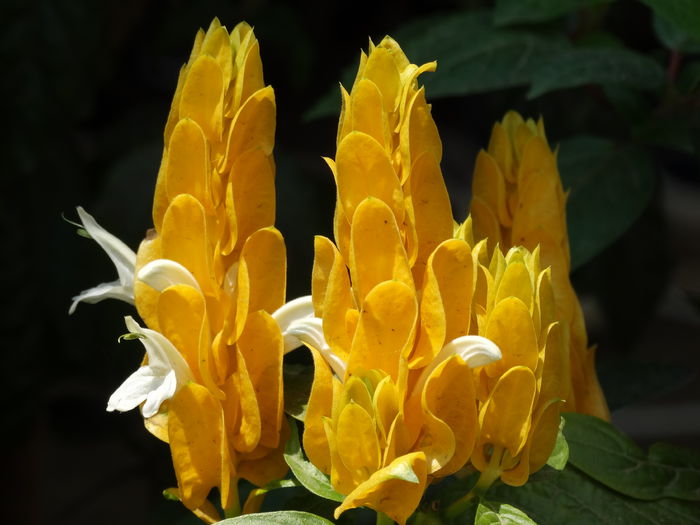 DSC02081 - Plante in ghiveci 2015