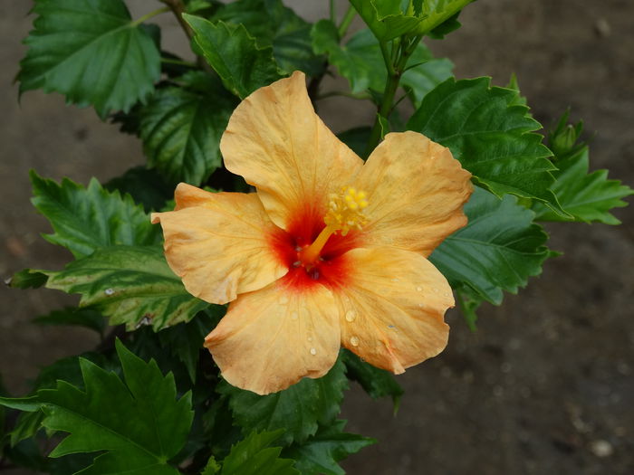 DSC02126 - Plante in ghiveci 2015