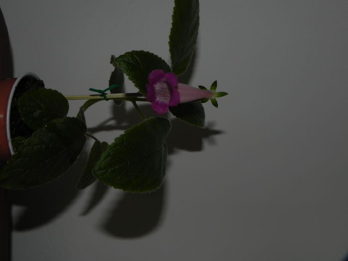 DSCN8366