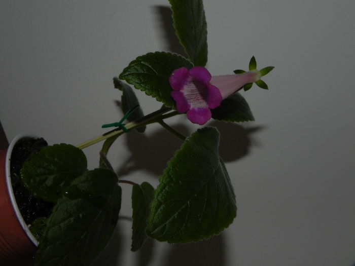DSCN8367