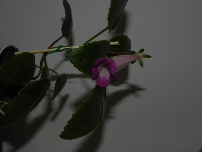DSCN8368