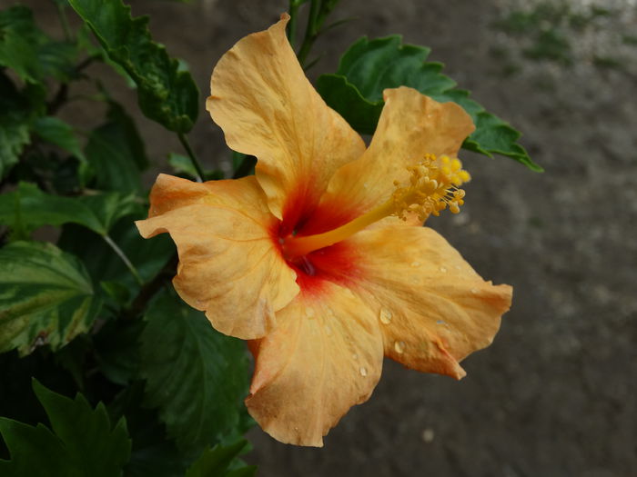 DSC02139 - Plante in ghiveci 2015
