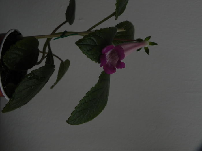DSCN8369