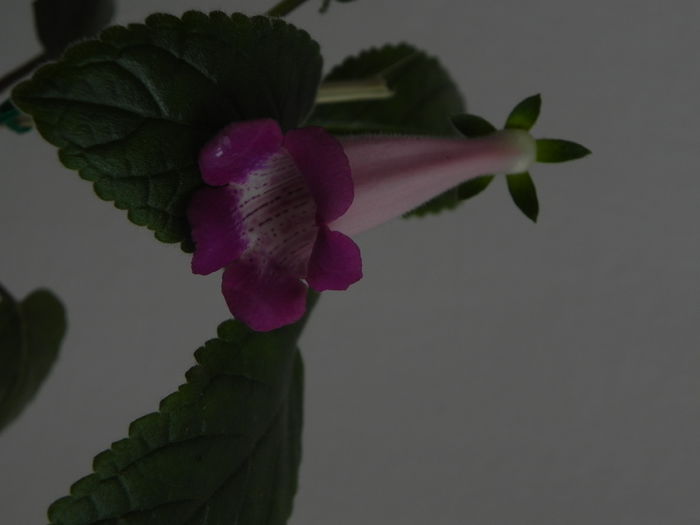 DSCN8371