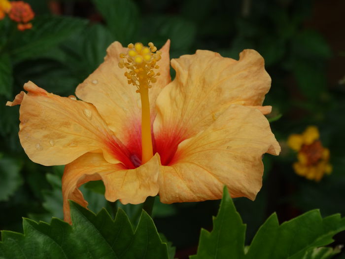 DSC02162 - Plante in ghiveci 2015