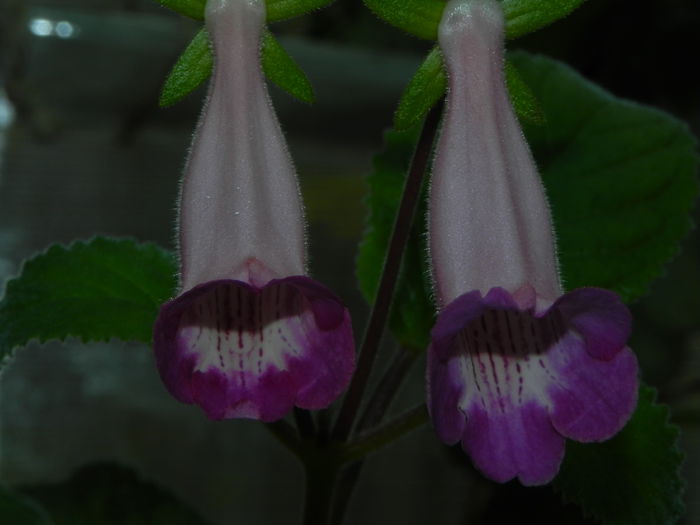 DSCN8374