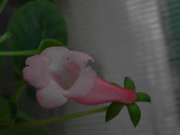 DSCN8375