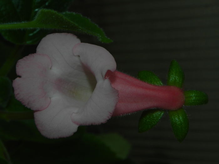 DSCN8376