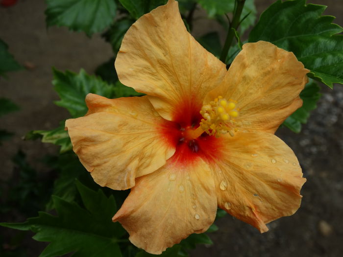 DSC02141 - Plante in ghiveci 2015